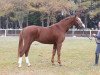 stallion Stanley (Hanoverian, 2006, from Stakkato)