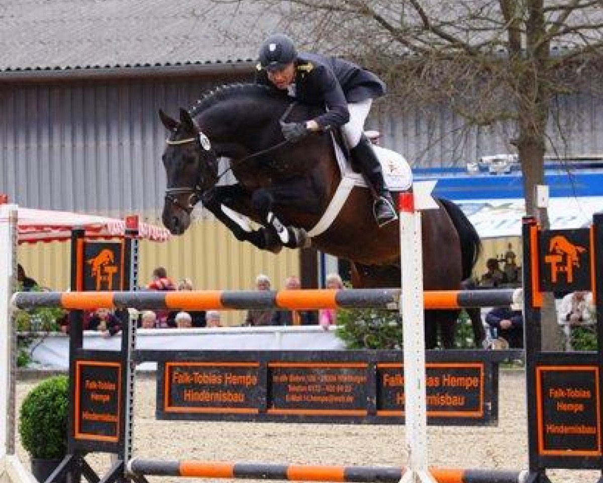 stallion Stolzenberg (Hanoverian, 1999, from Stakkato)