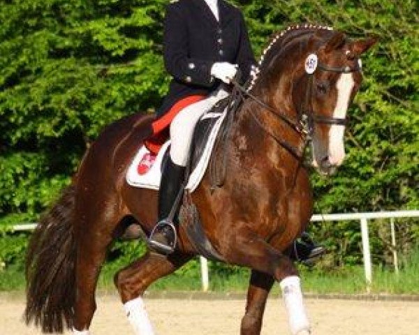 horse Royal Blend (Hanoverian, 2001, from Rotspon)