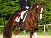 stallion Royal Blend (Hanoverian, 2001, from Rotspon)