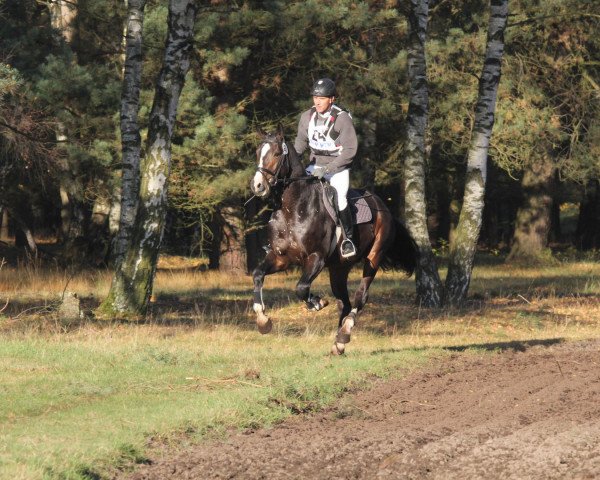 stallion Quarismo (Hanoverian, 2009, from FRH Quaid)