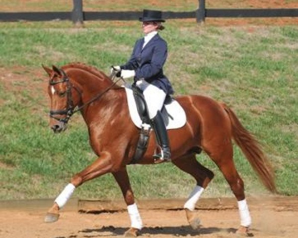 stallion Liberty Gold (Hanoverian, 2001, from Londonderry)