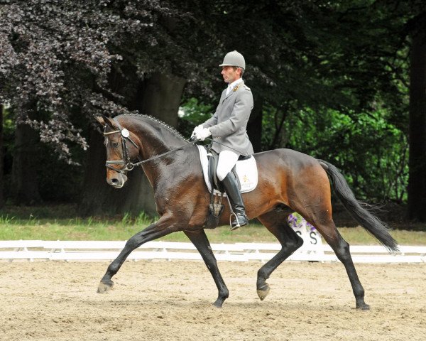 dressage horse Lorenzio 2 (Hanoverian, 2003, from Londonderry)