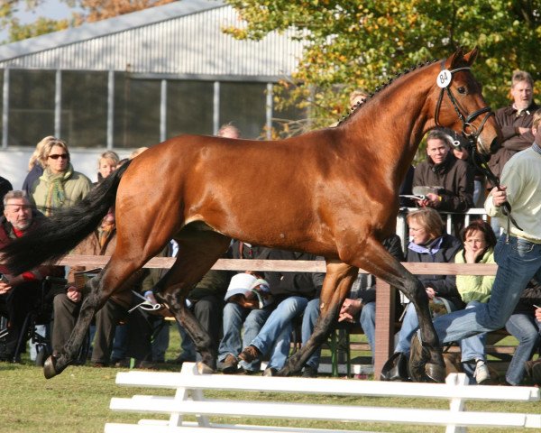 stallion Graf Galen (Hanoverian, 2006, from Graf Top)