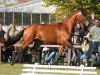 stallion Graf Galen (Hanoverian, 2006, from Graf Top)