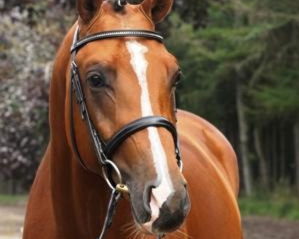 dressage horse Largentino (Hanoverian, 2008, from Le Cou Cou)