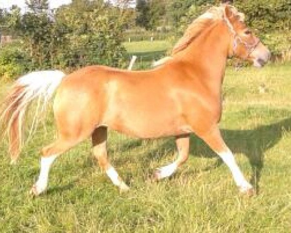 horse Domino (Haflinger Mix, 1996)