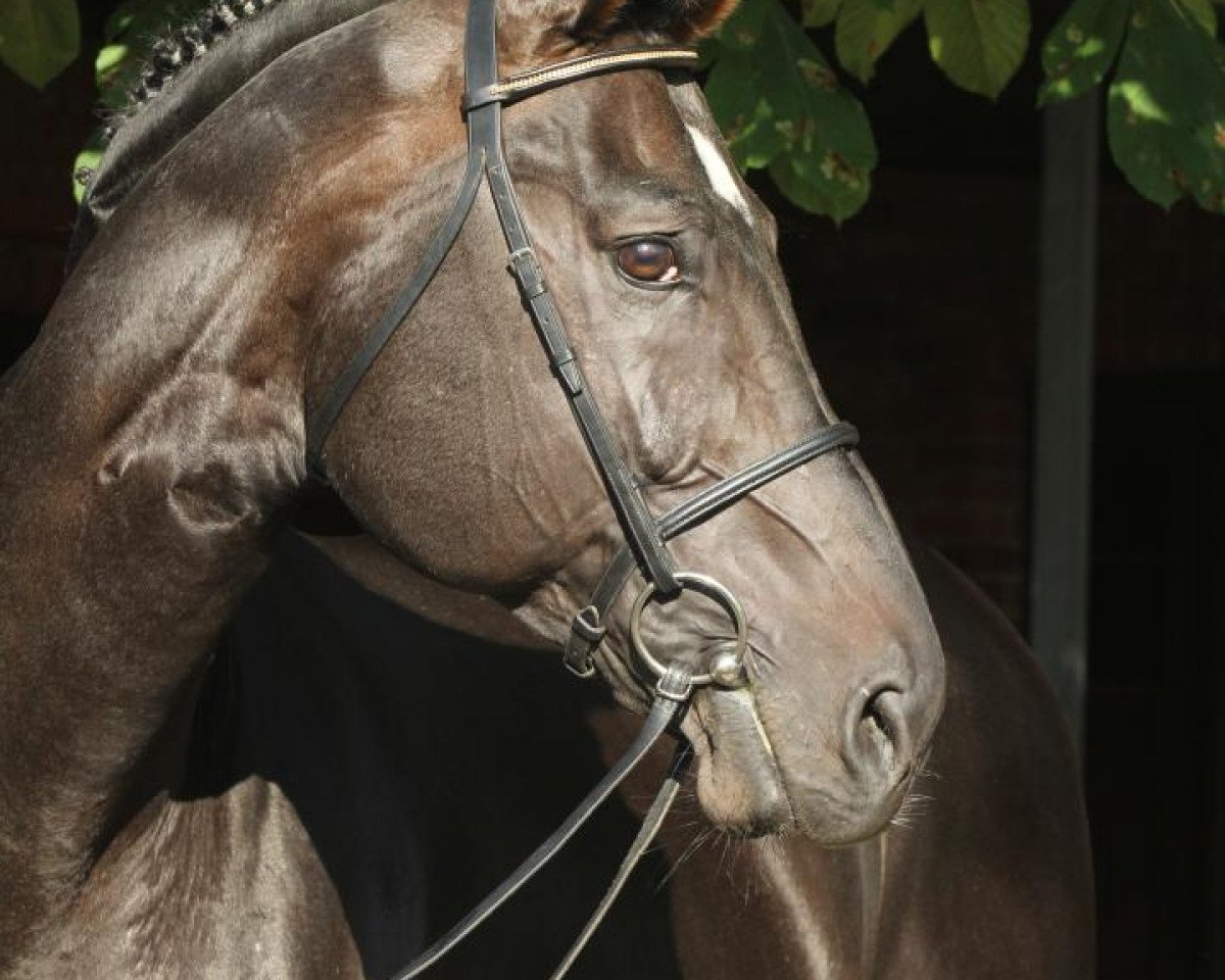 stallion Gem of India (Hanoverian, 1994, from Graf Grannus)