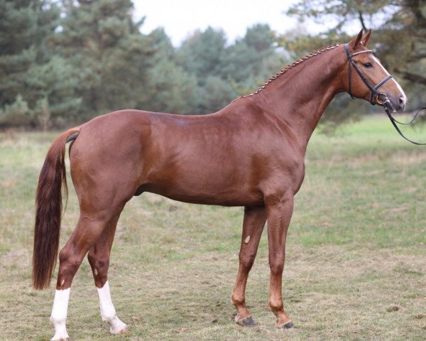 dressage horse Edward (Hanoverian, 2005, from Embassy I)