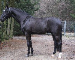 stallion Eventim (Hanoverian, 2009, from Eibisch II)