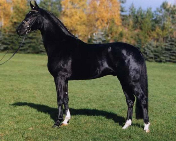 dressage horse Don Crusador (Hanoverian, 1998, from Don Bosco)