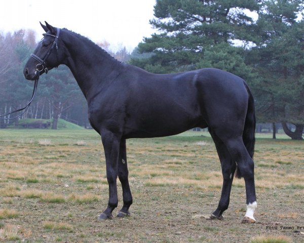 stallion Drombusch (Hanoverian, 2007, from Don Vino)