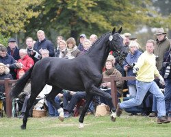 dressage horse Duke Ellington (Hanoverian, 2007, from Dancier)