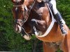 stallion Comte (Hanoverian, 2003, from Contendro I)