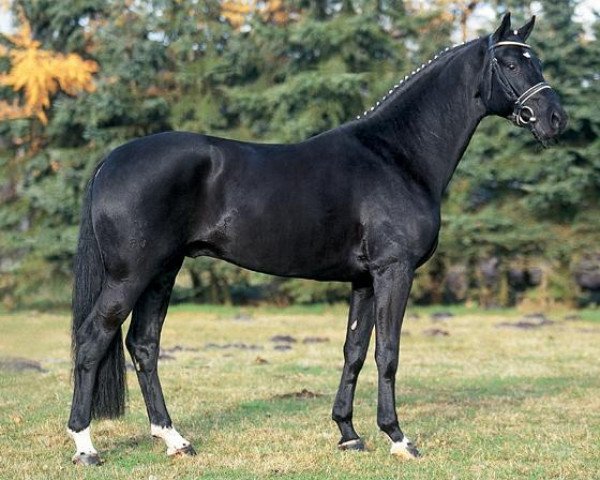 stallion Dauphin (Hanoverian, 1999, from Donnerhall)