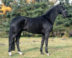 stallion Dauphin (Hanoverian, 1999, from Donnerhall)