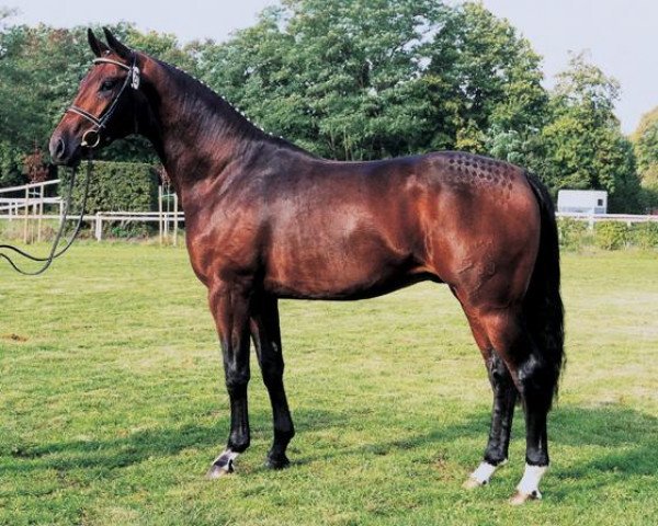 stallion Der Lord (Hanoverian, 1997, from De Niro)