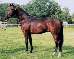 stallion Der Lord (Hanoverian, 1997, from De Niro)