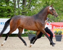 broodmare Teresitas vom Krotenbach (Trakehner, 2007, from Occacio)