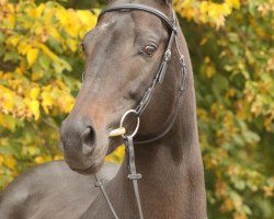 stallion Belmundo xx (Thoroughbred, 2004, from Monsun xx)