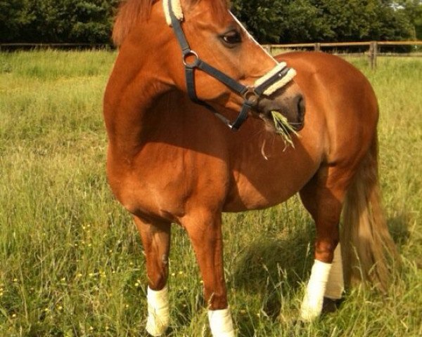 Dressurpferd Davino le Bon (Deutsches Reitpony, 2002, von Dornik B)