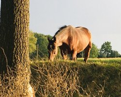 jumper Cepetto 8 (Oldenburg show jumper, 2012, from Check In 2)