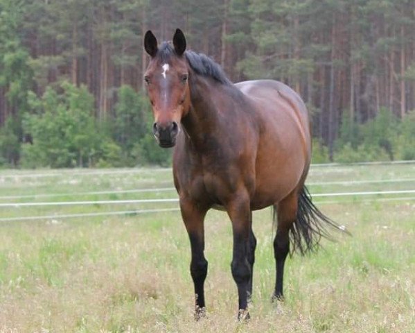 broodmare Distell (Oldenburg, 2009, from Brentano II)