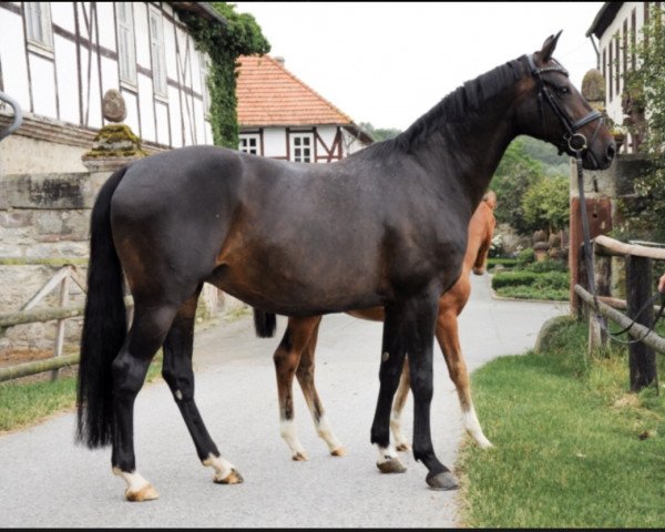 broodmare Brittannia 3 (Oldenburg, 2007, from Damon Hill)