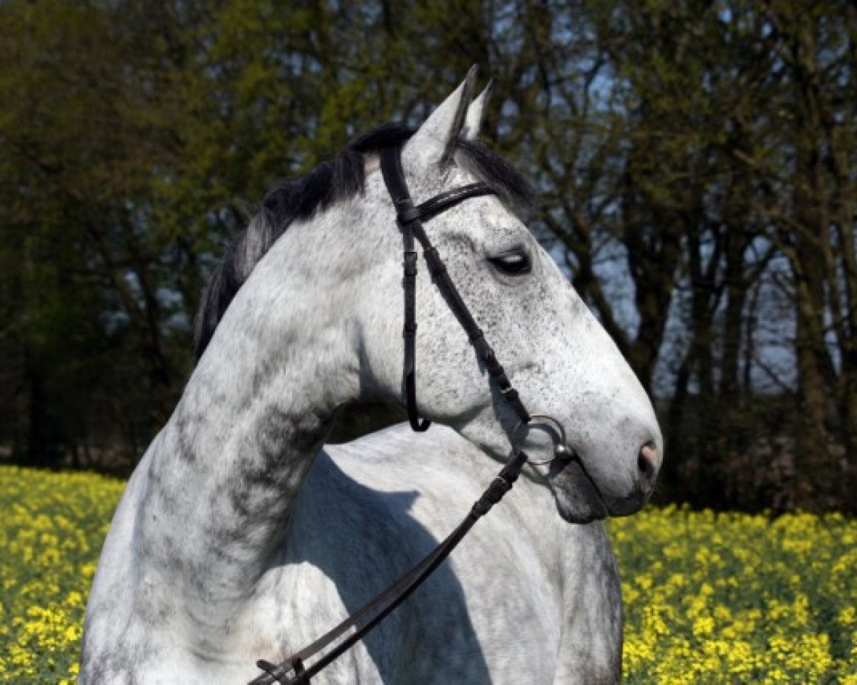 dressage horse Detacha (Oldenburg, 2001, from De Niro)