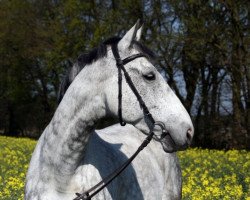 dressage horse Detacha (Oldenburg, 2001, from De Niro)