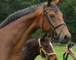 broodmare Royal Rubina 5 (Hanoverian, 2003, from Rotspon)