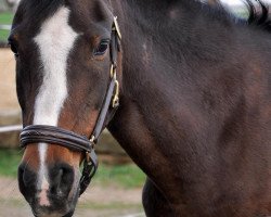 broodmare Nova (German Riding Pony, 1986, from Nawarro)