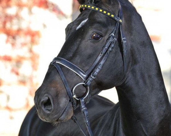 stallion Ehrmann (Alt Wuerttemberg, 1996, from Edano I)