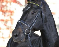 stallion Ehrmann (Alt Wuerttemberg, 1996, from Edano I Mo 1454)