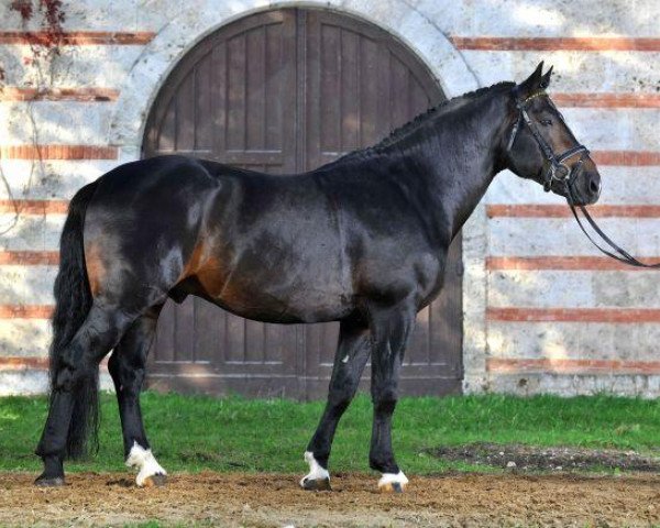 stallion Sorano (Alt Wuerttemberg, 1998, from Sorent)