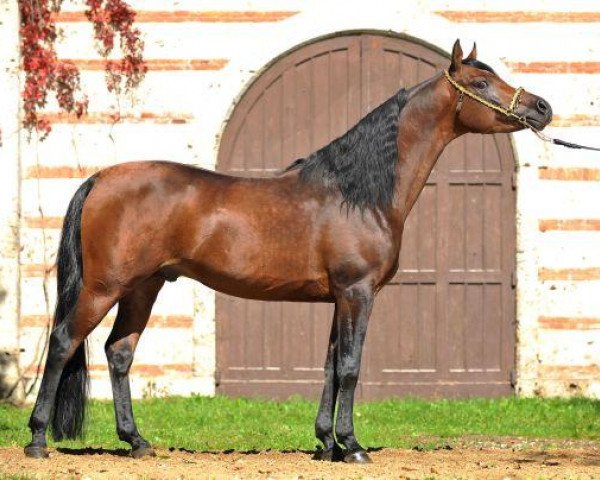 stallion Musab EAO (Arabian thoroughbred, 2005, from NK Bolbol EAO)