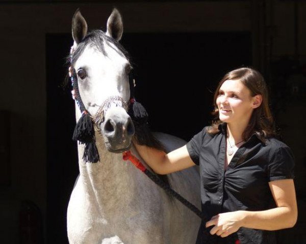 stallion Nastaran ox (Arabian thoroughbred, 2002, from Pasat 1978 ox)