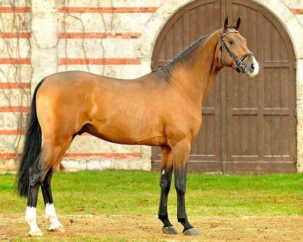 stallion Caleon (Holsteiner, 2010, from Caretino)