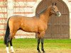 stallion Caleon (Holsteiner, 2010, from Caretino)