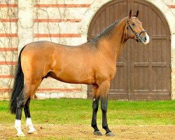 stallion Caleon (Holsteiner, 2010, from Caretino)