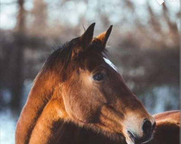 broodmare Norle (Trakehner, 2009, from Perechlest)