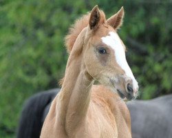 dressage horse Floris v. Bommel (Hanoverian, 2021, from Floris Prince)