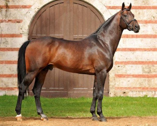 stallion Christdorn (Hanoverian, 2002, from Contendro I)