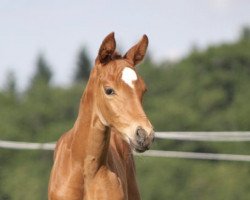 Dressurpferd Francesca (Deutsches Sportpferd, 2021, von First Deal)