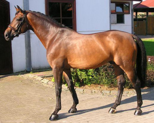 dressage horse Cyrano de Bergerac (Württemberger, 1994, from Coriano)
