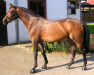 stallion Cyrano de Bergerac (Württemberger, 1994, from Coriano)