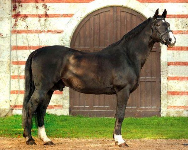 stallion Fleiner (Württemberger, 1986, from Flirt)