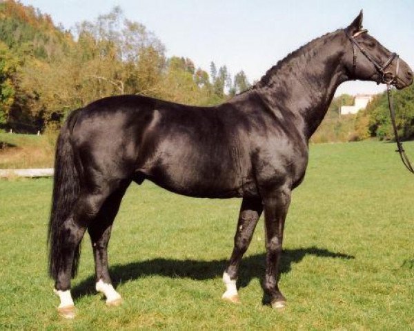 horse Gardez (Württemberger, 1990, from Ganymed I)