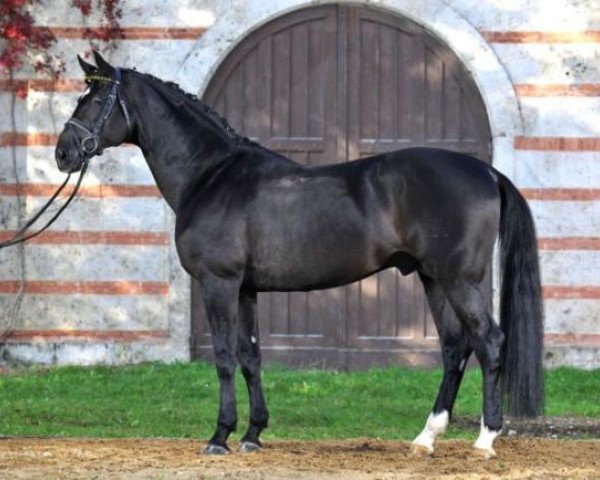 stallion Gargallo (Württemberger, 1996, from Gardez)