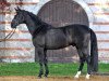 stallion Gargallo (Württemberger, 1996, from Gardez)
